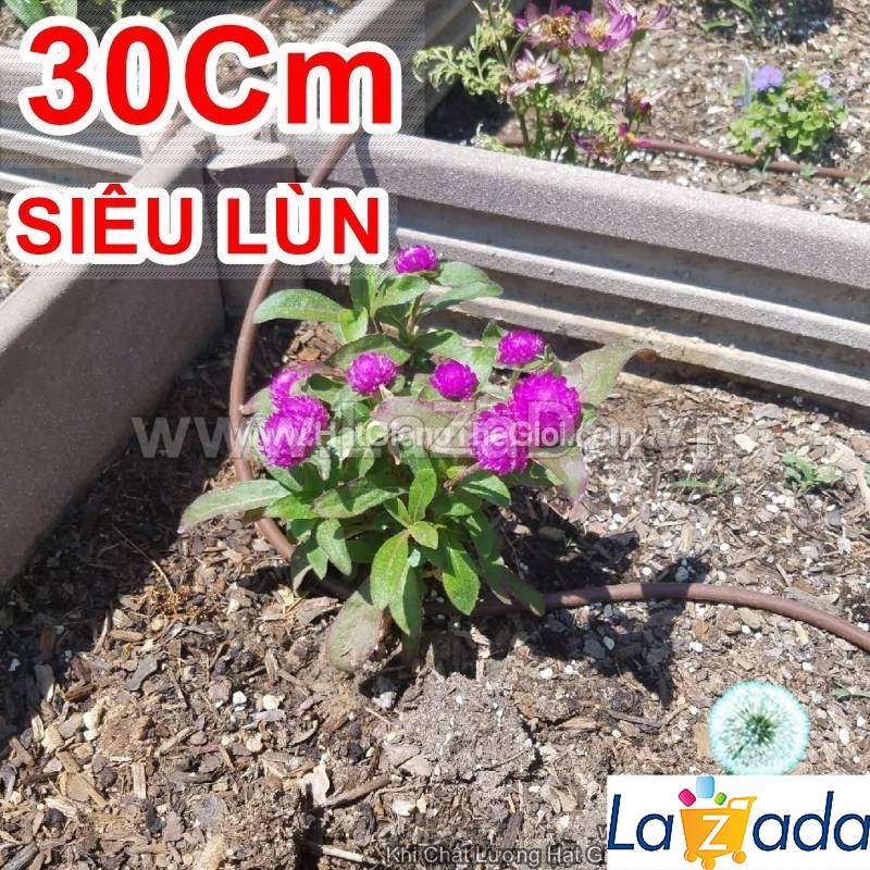 0.5GR 200.HẠT Hạt Giống Hoa Cúc Bách Nhật Siêu Lùn Mix (KD| -KD: B26*V72)