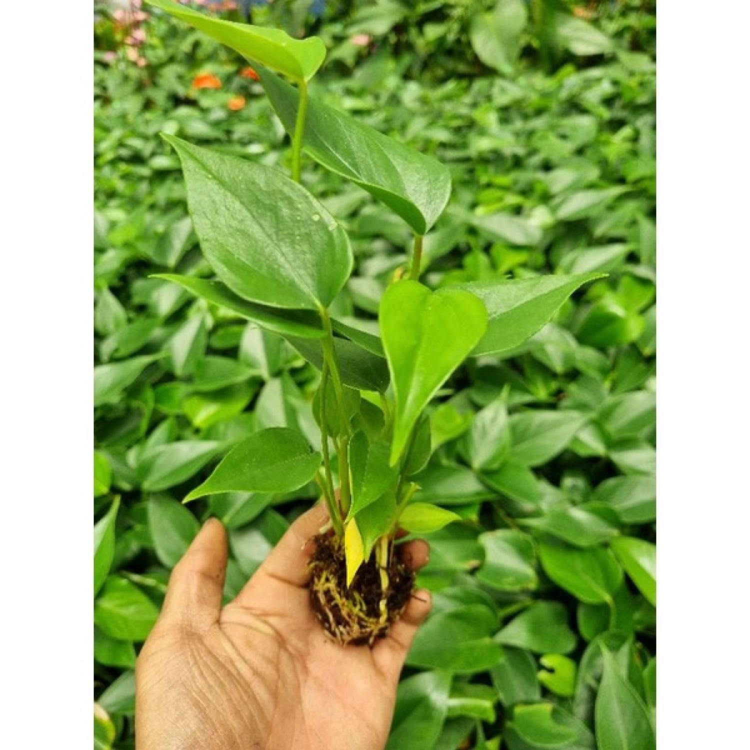 Cây giống Hoa hồng môn tím