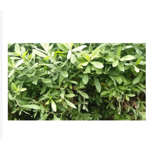 Cây cúc tần khô 1kg