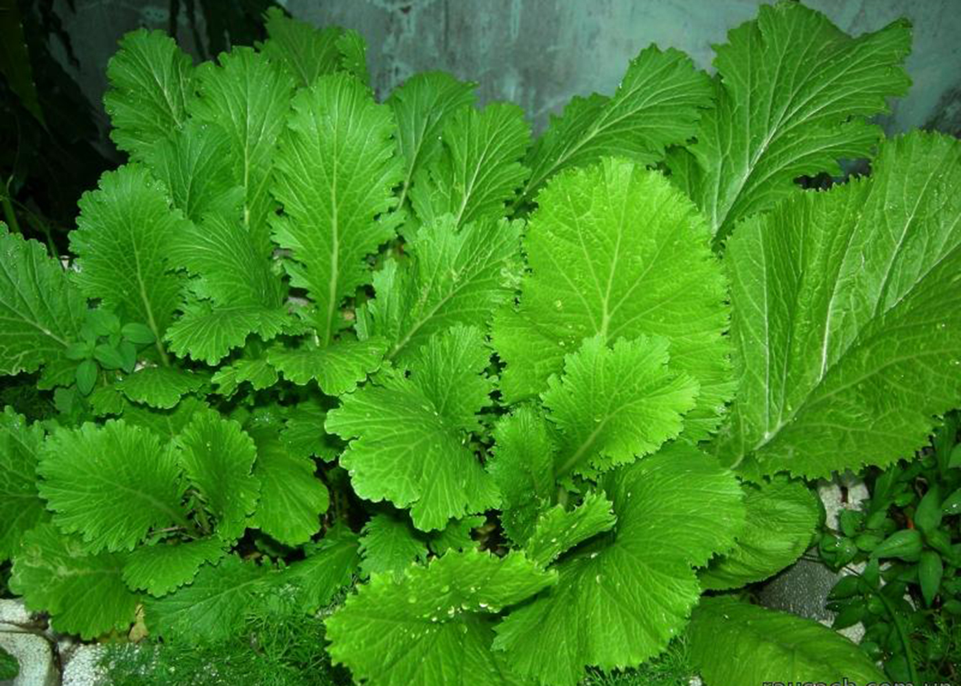 Hạt giống cải mèo Hà Giang