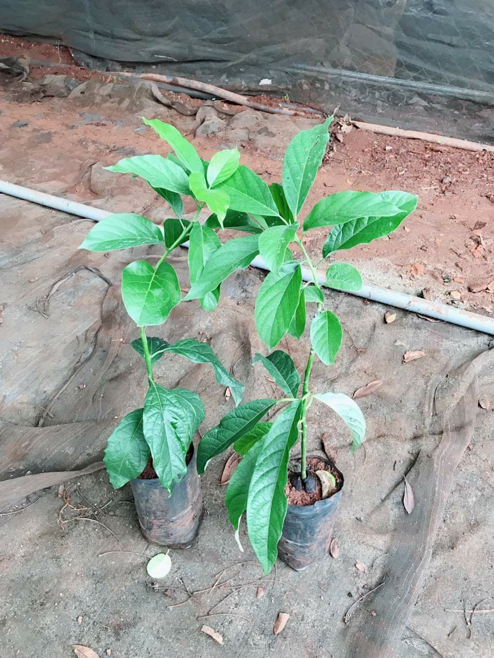 CÂY GIỐNG BƠ CUBA ĐẦU DÒNG SIÊU SỚM