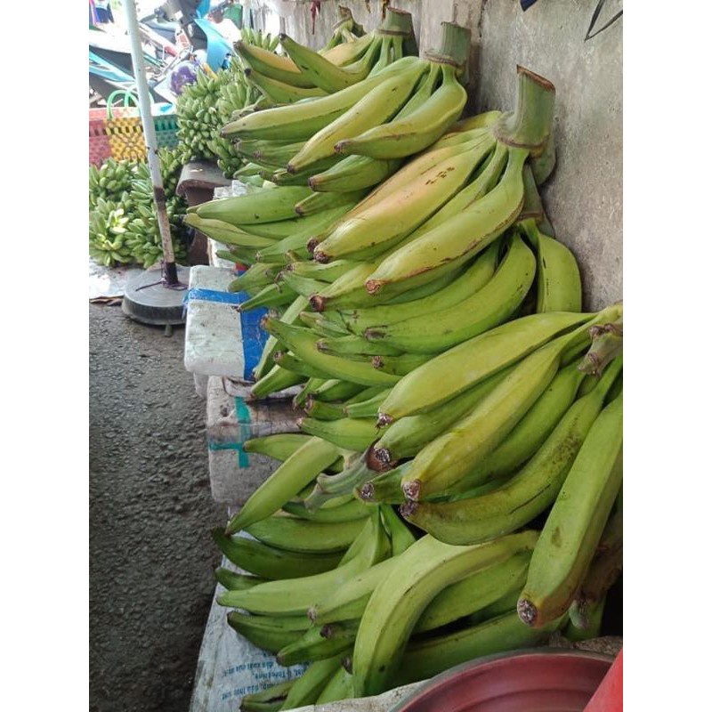 Cây giống chuối tá quạ cấy mô (chuẩn giồng cây trồng)
