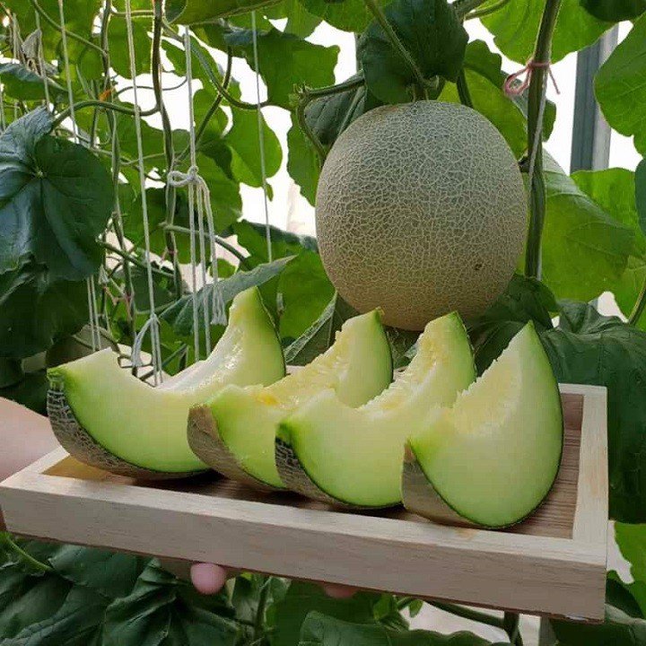 Hạt giống Dưa Lưới Ruột Xanh (Gói 20 hạt)
