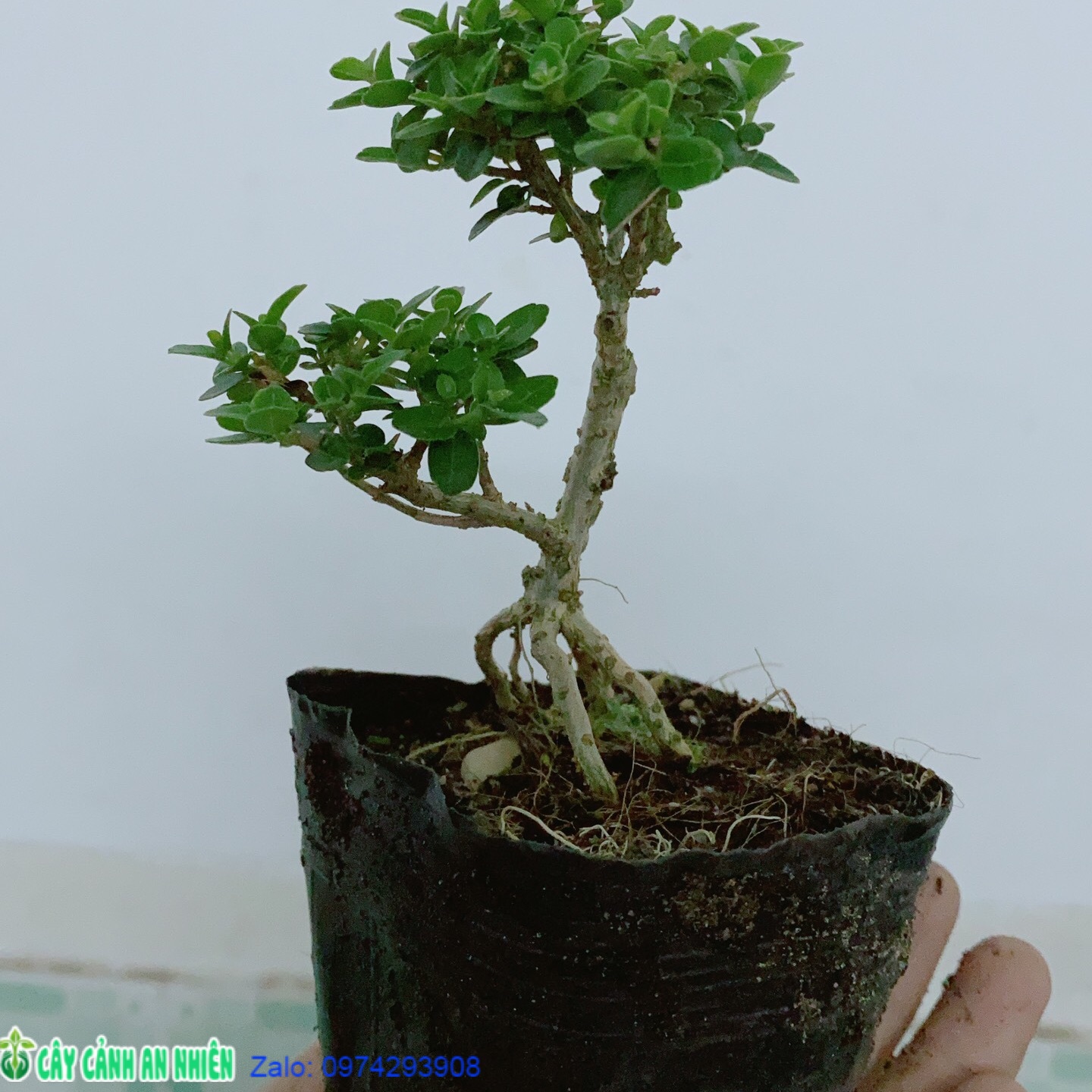 [HCM]Cây Sam Hương Bonsai Mini