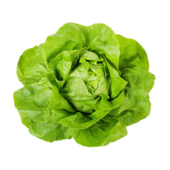 Hạt giống xà lách búp Xanh chịu nhiệt Italy PSV38 | Phởms Market