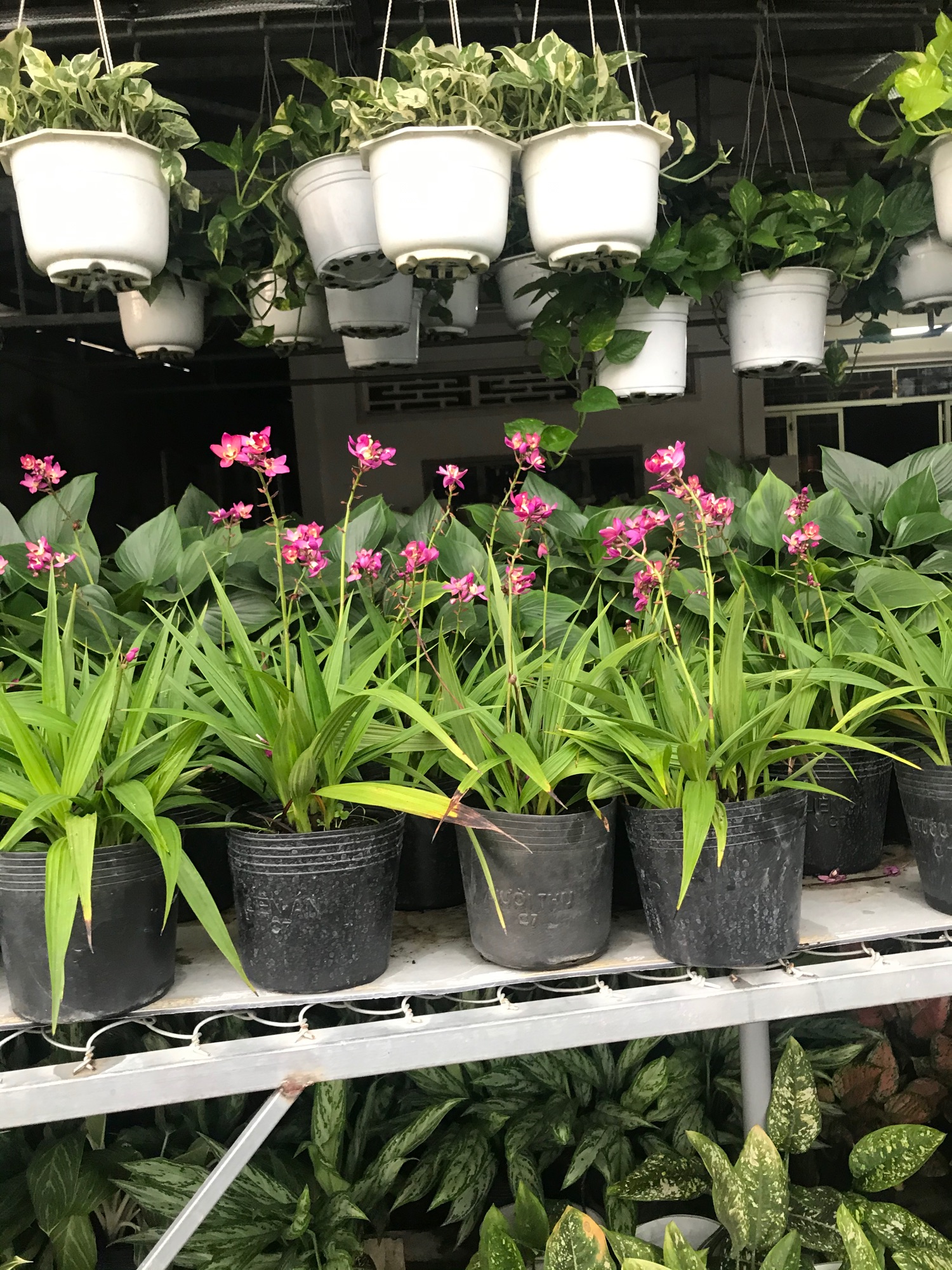 Cay địa lan hoa tím đang trổ bông
