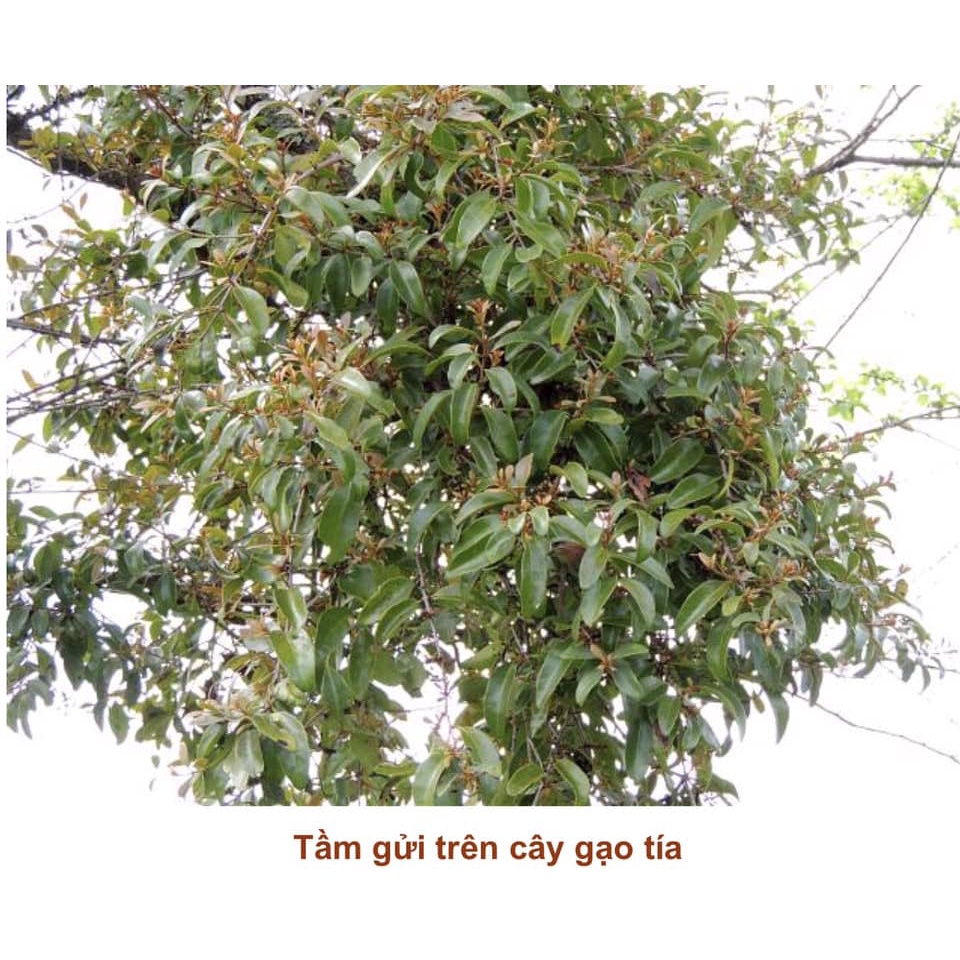 Cây giống Gạo Tía( khác gạo trắng)(CÂY GIỐNG NGỌC HIẾU)