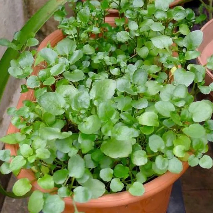 🌿hạt giống xà lách xoong mỹ 🌿 -0.5 gr/gói