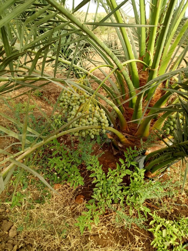 cây giống chà là thái