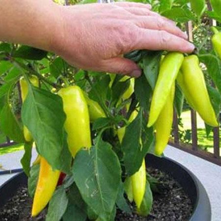 Hạt Giống Ớt Sừng Dễ Trồng, Sai Trái 0.1gr