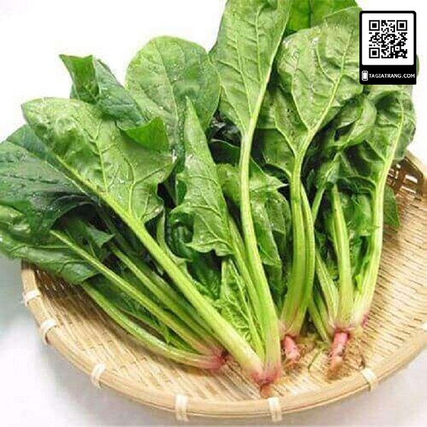 1kg - hạt giống rau cải bó xôi chịu nhiệt