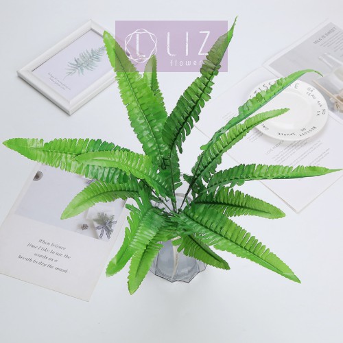 CÂY DƯƠNG XỈ CÂY GIẢ CỠ TRUNG LIZ62