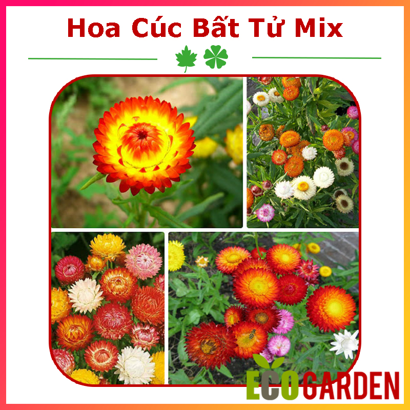 Hạt Giống Hoa Cúc Bất Tử Nhiều Màu Mix (ECO.271)