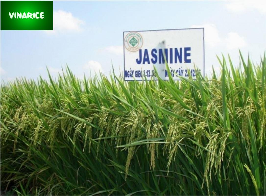 [HCM]Gạo Jasmine 85 - Bao PP trăng trơn 5kg