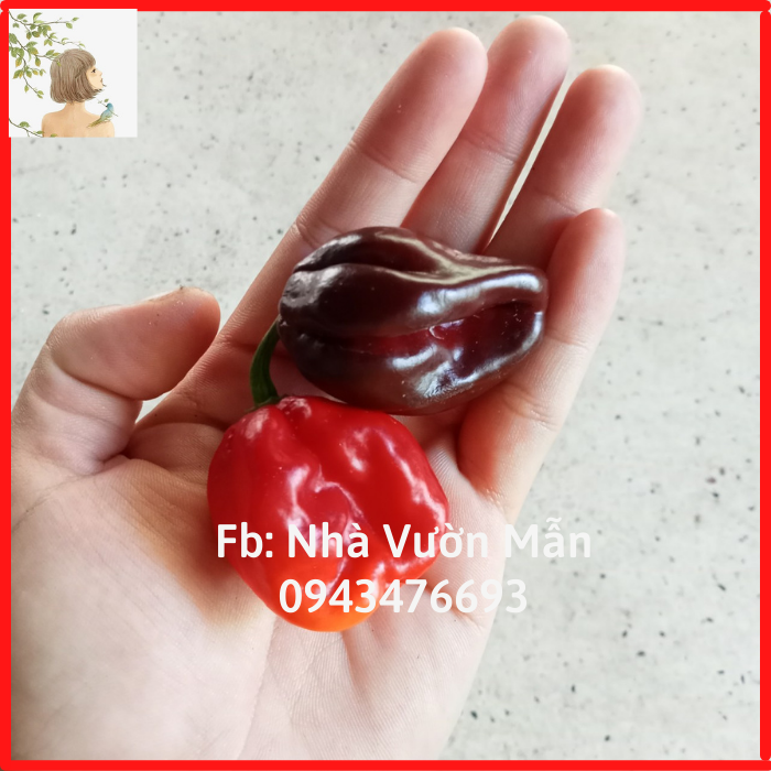 Combo 10 Hạt Ớt Habanero ( Red, Chocolate )
