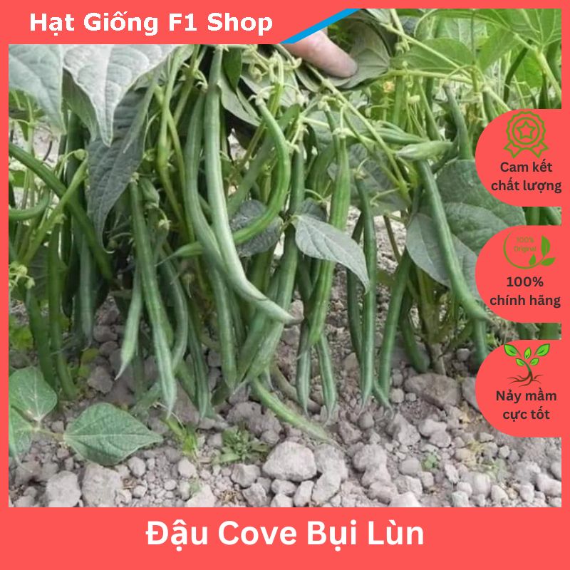 Hạt Giống Đậu Cove Bụi Lùn Nhiều Nhánh