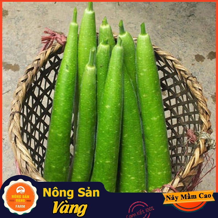 Monolithic beads gourd seeds (pack of 10 seeds)-shallow yellow