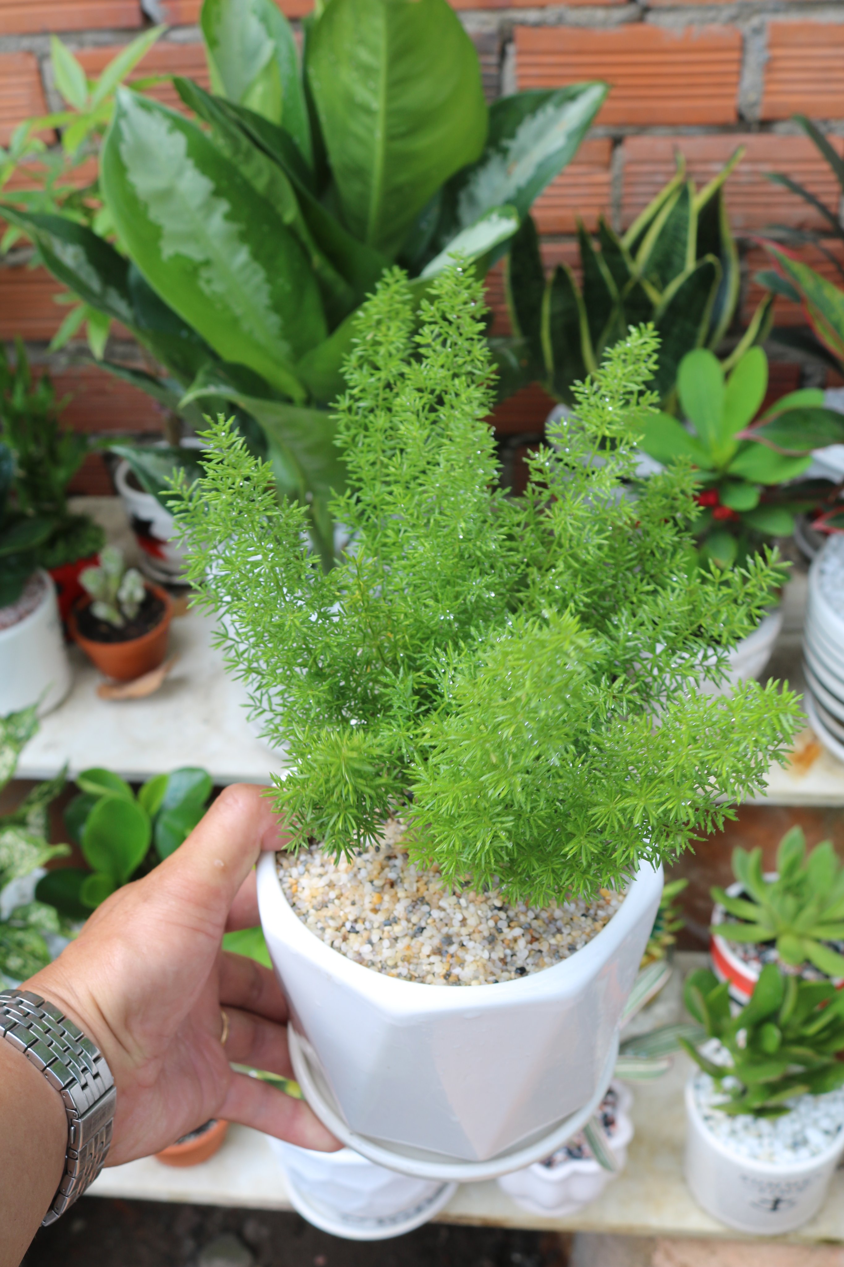 Chậu sứ cây Tùng Đuôi Chồn
