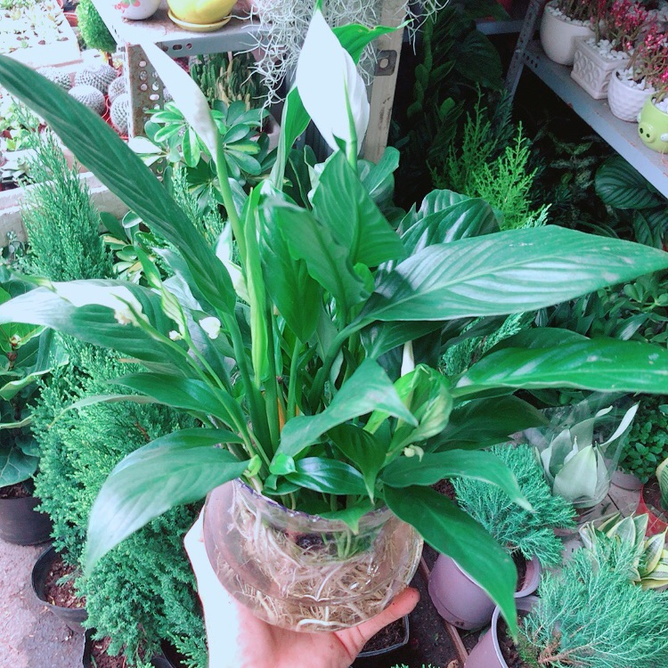 Chậu cây lan ý thuỷ sinh