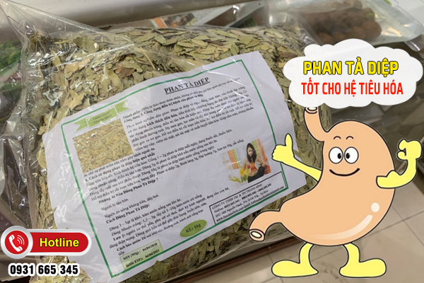 Phan Tả Diệp Khô 1KG - Đông Y Thanh Bình