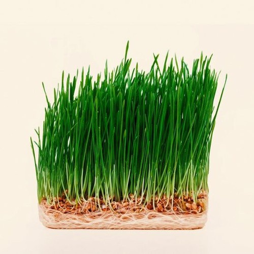 Hạt giống mầm lúa mạch - Gói 100 gram