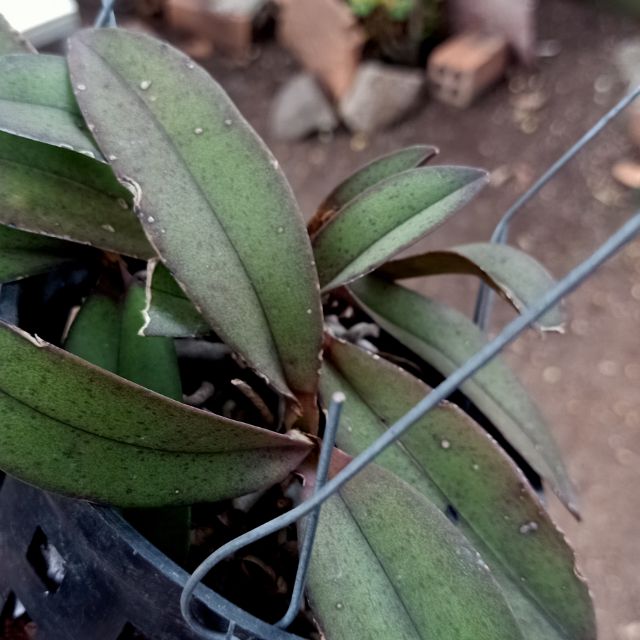 lan tiểu hồ điệp rừng bó 3 cây 35k(hàng rừng đừng so sánh với công nghiệp)