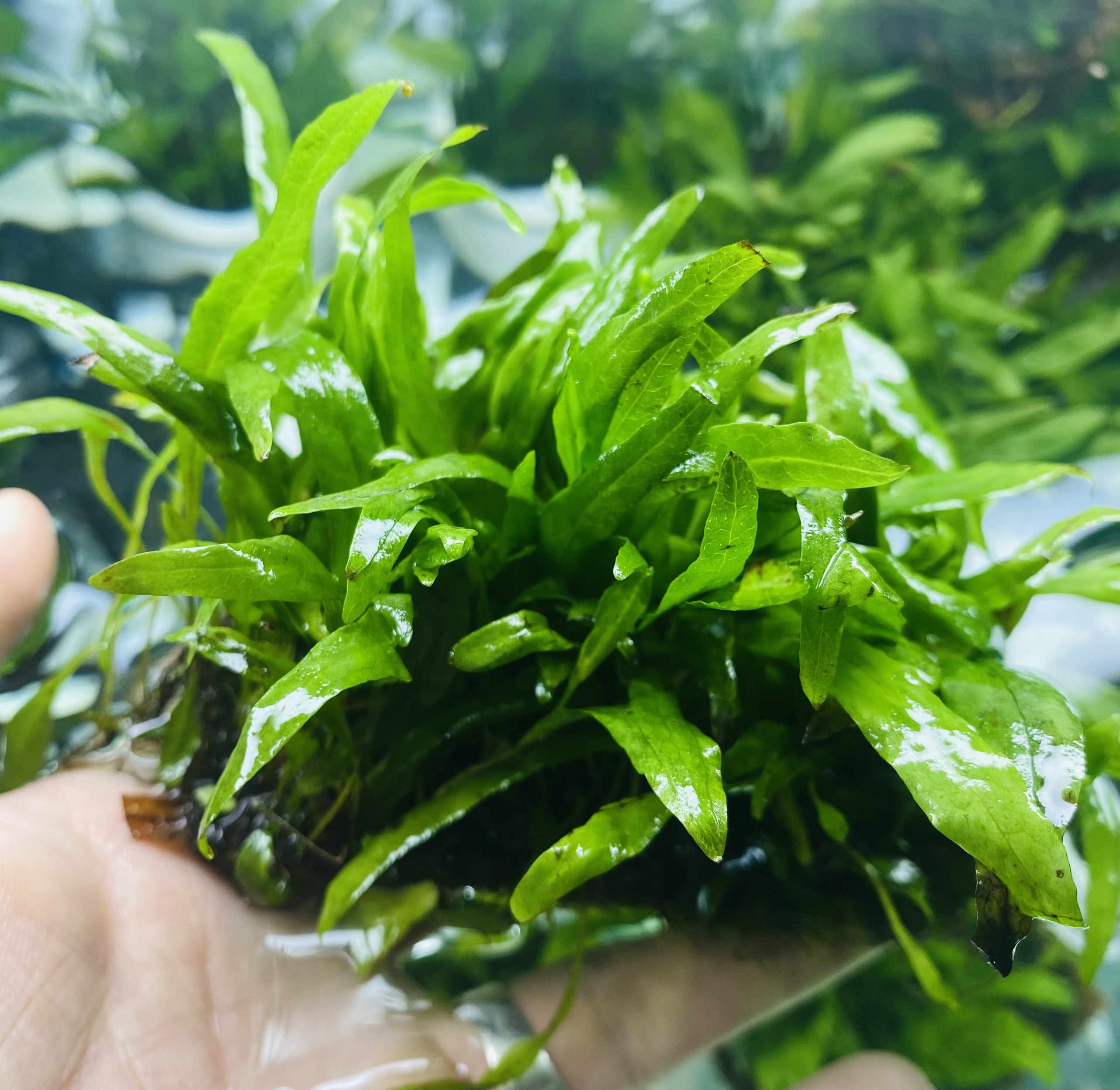 Cây Dương Xỉ thủy sinh đẹp và dễ trồng