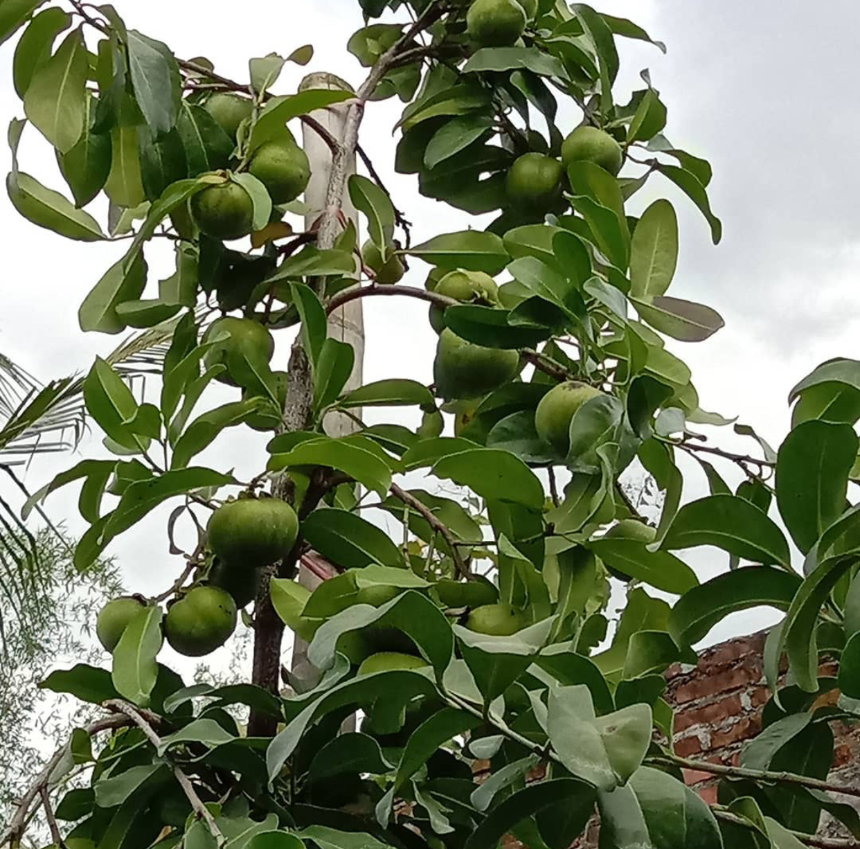 Hạt giống cây hồng socola - gói 3 hạt