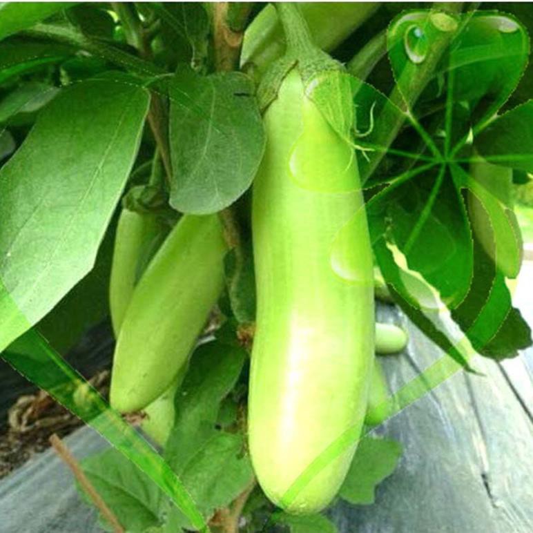 Hạt giống cà xanh mỡ dài - gói 1 gram