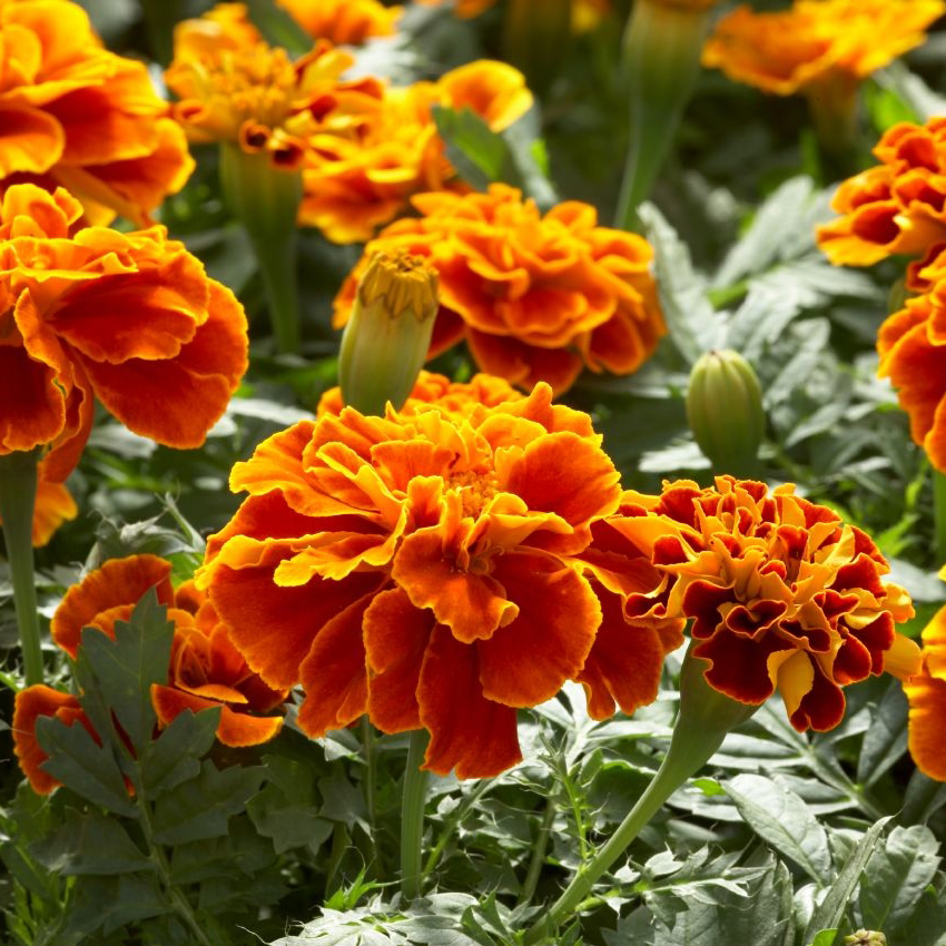 Hạt giống hoa Vạn Thọ Pháp Ban Mai PSV112 | Phởms Market