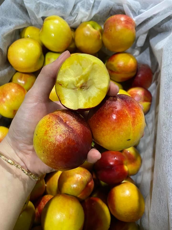 CÂY GIỐNG ĐÀO TRƠN LÒNG VÀNG MỸ