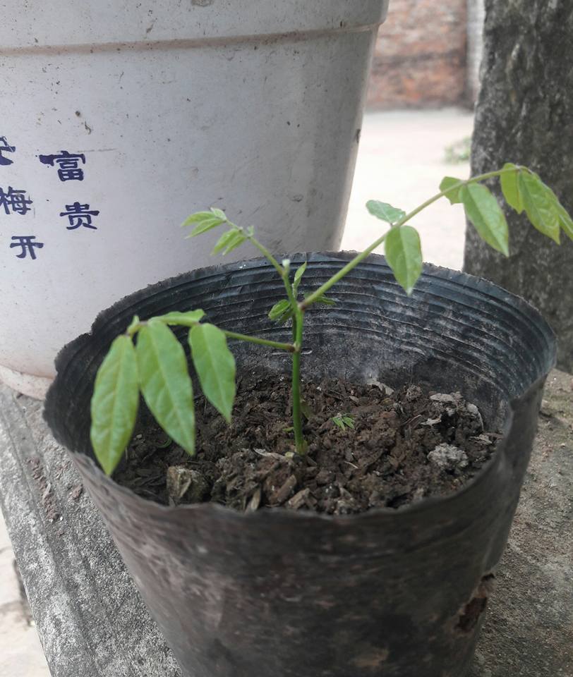 "Gói 5 Hạt " Hạt giống hoa tử đằng mix màu