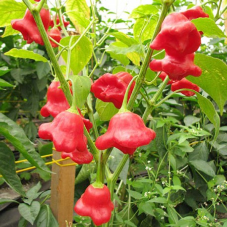 HẠT GIỐNG ỚT HOA HỒNG gói 40 hạt