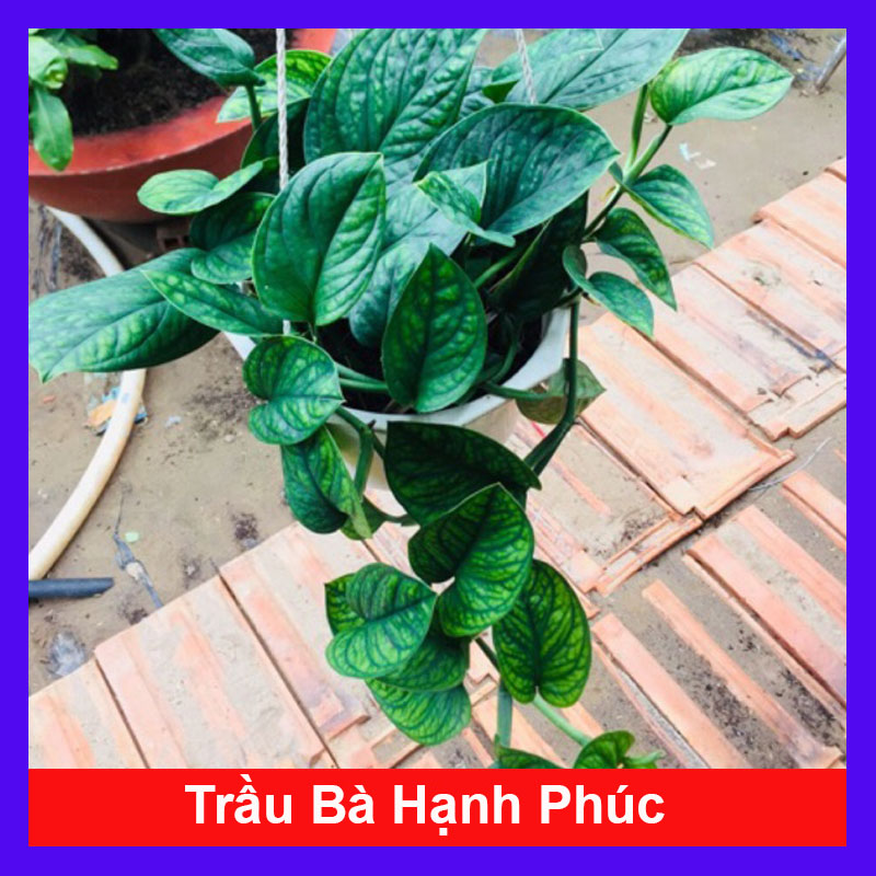 Cây Trầu Bà Hạnh Phúc