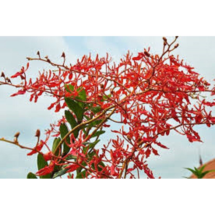 Cây giống lan phượng vỹ đỏ