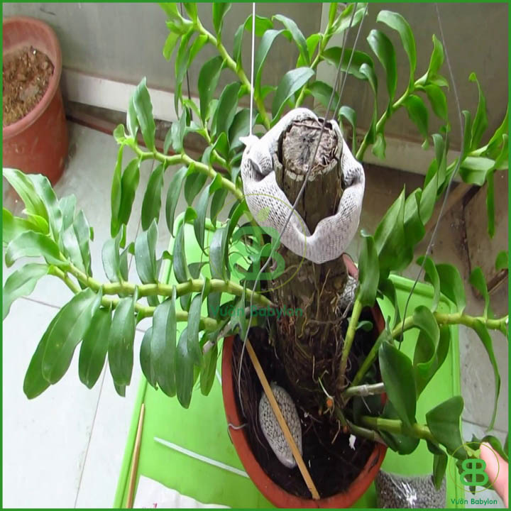 Phân Bón Cho Phong Lan Hải Tiến ORCHID