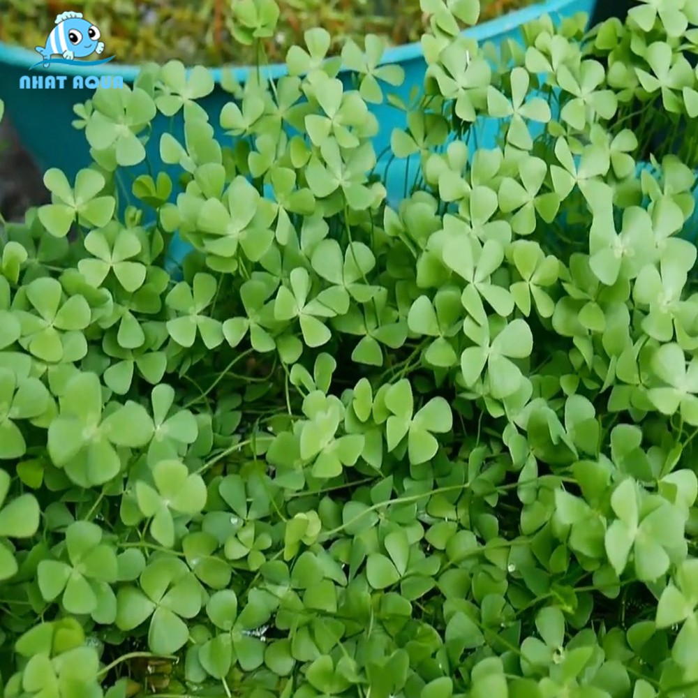 cây cỏ bợ , cây rau bợ thủy sinh