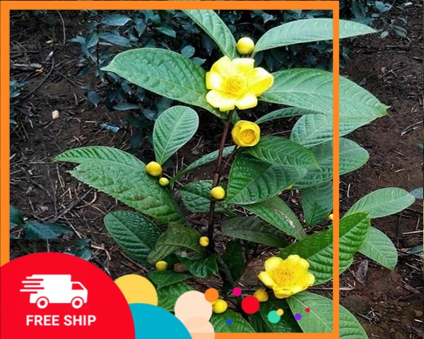 Cây trà hoa vang, chậu lớn, cây cao 70-1,2m, thảo dược quý, gửi nguyên chậu