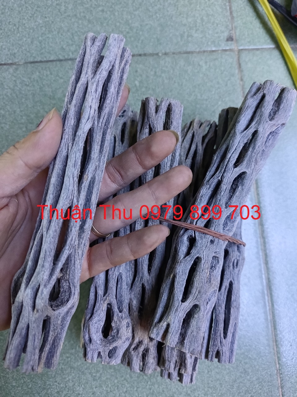 Lũa cholla trang trí hồ tép