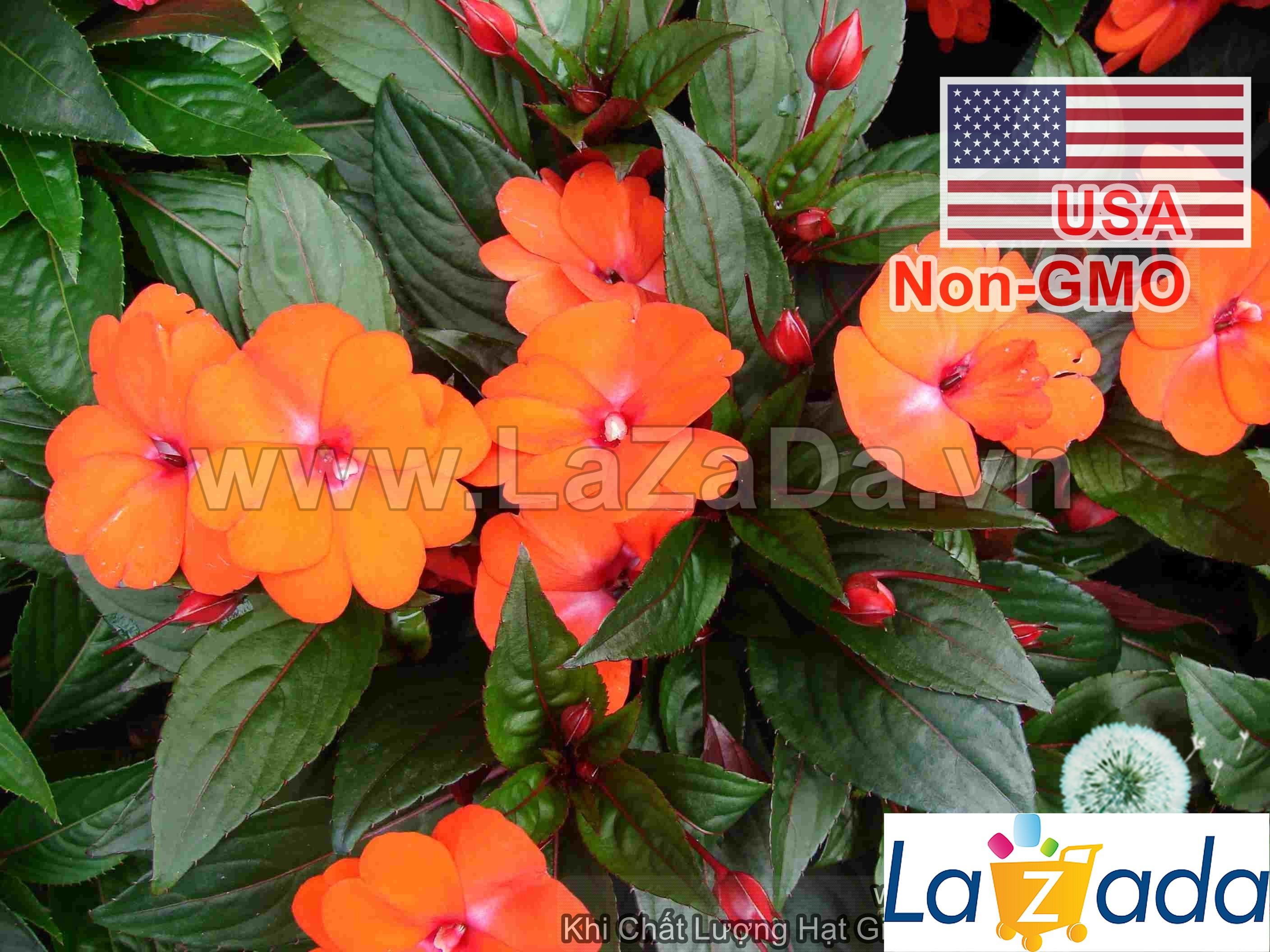 50h Hạt Giống Hoa Ngọc Thảo Mai Địa Thảo Cam (TLB4| -KD: B22*V42*M235)