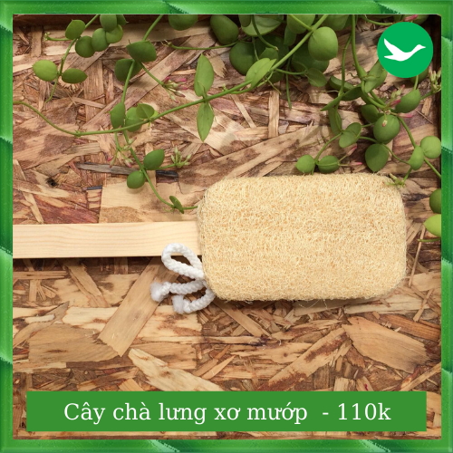 CÂY CHÀ LƯNG XƠ MƯỚP [ SẠCH LƯNG ] [ ĐÃ NGỨA ] [ MỊN DA ] [ NO PLASTIC ]