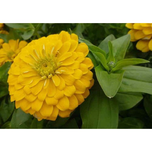 Hạt Hoa Cúc Cali Nhiều Màu - Gói 1 Gram