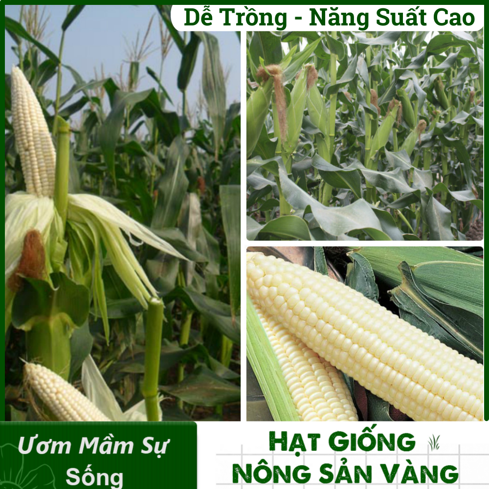Tổng Hợp Các Hạt giống Ăn Quả, Củ, Nảy Mầm Cao, Sinh Trưởng, Phát Triển Khỏe - Nông Sản Vàng