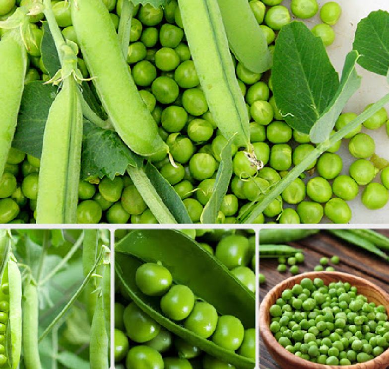 Hạt giống đậu hà lan ( Lấy hạt ) - Gói 50gram