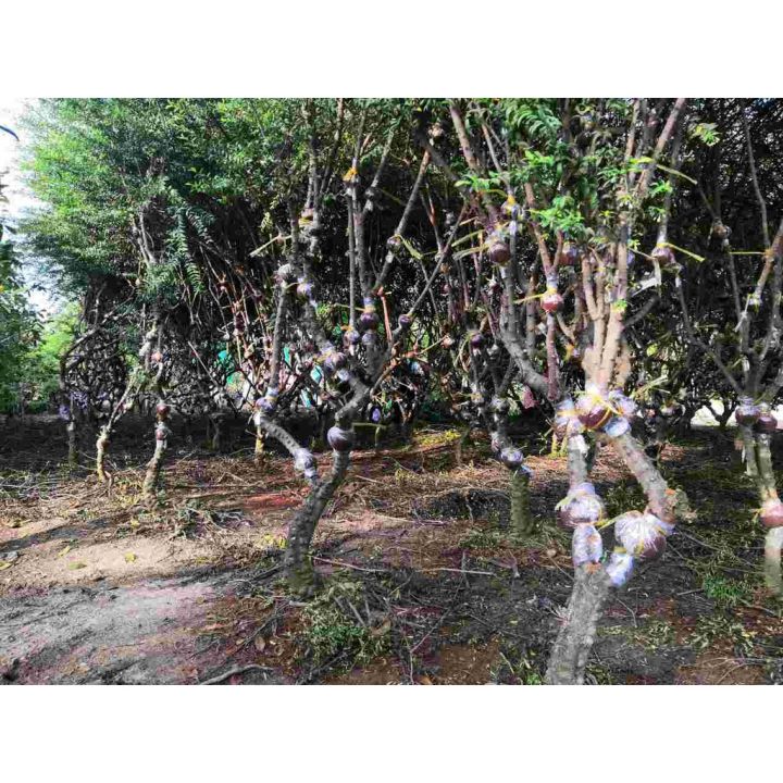 Cây Mai Chiếu Thủy Trung Nu