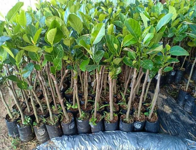 Cây giống mít không hạt