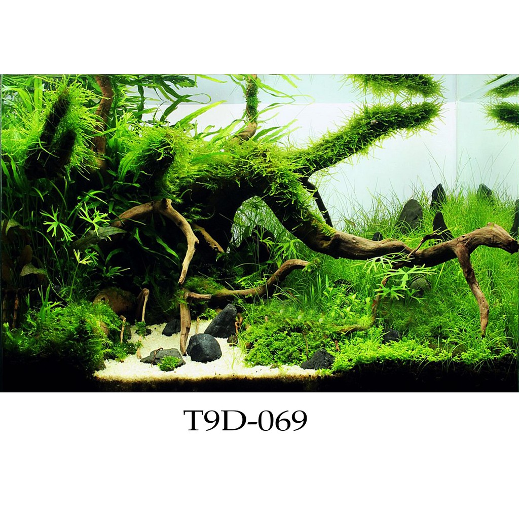 Tranh 3D bể cá mã T9D-069 kt (60,80,90,100,1m2,1m5,1m6)