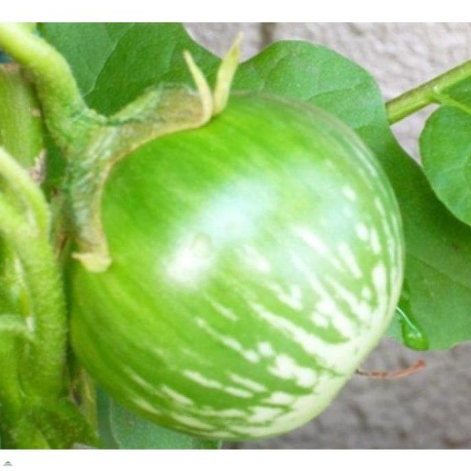 Root Plex 100ml-kích thích nảy mầm - Root plex Của Mỹ - Phân bón Grow More