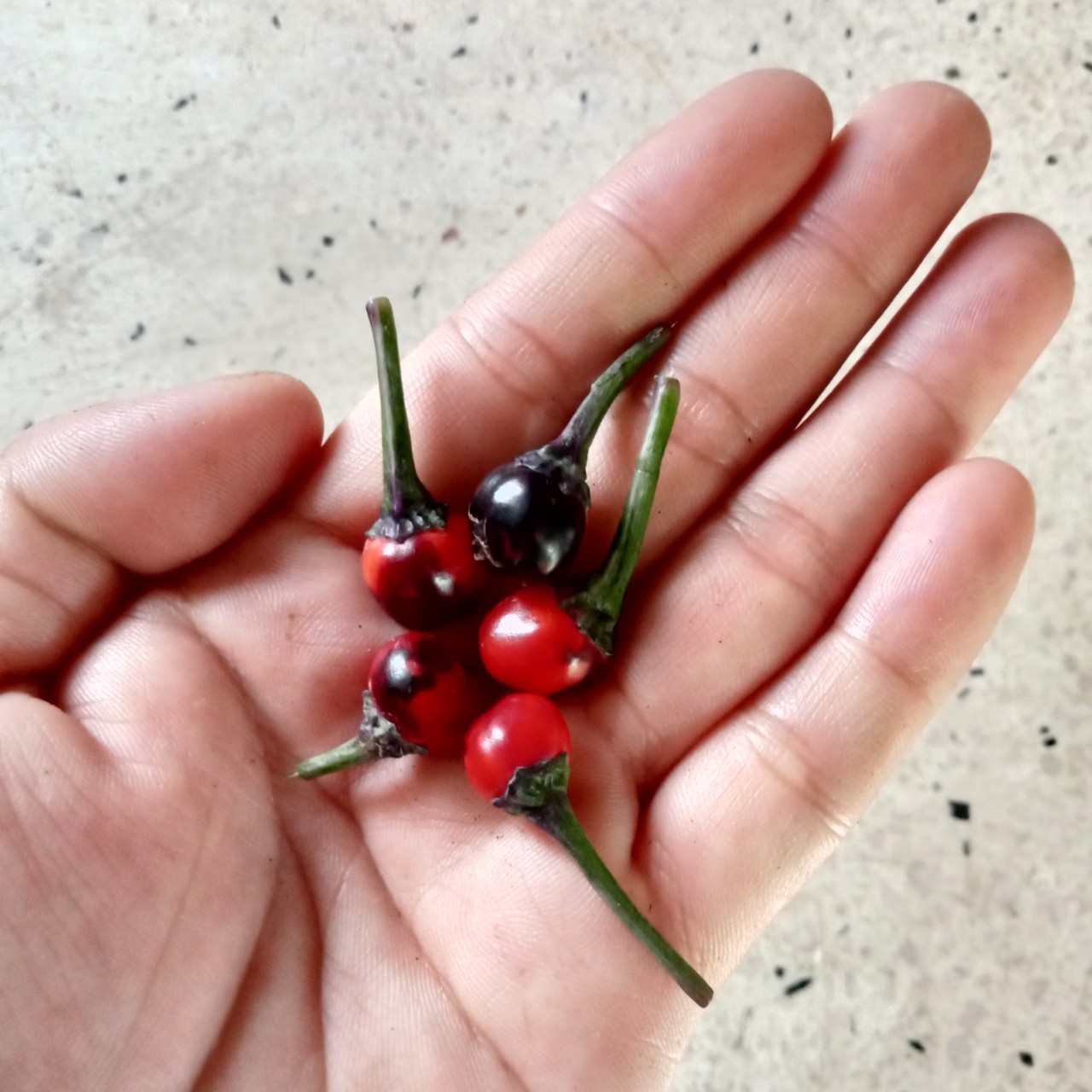 5 Hạt Ớt Purple Pepper