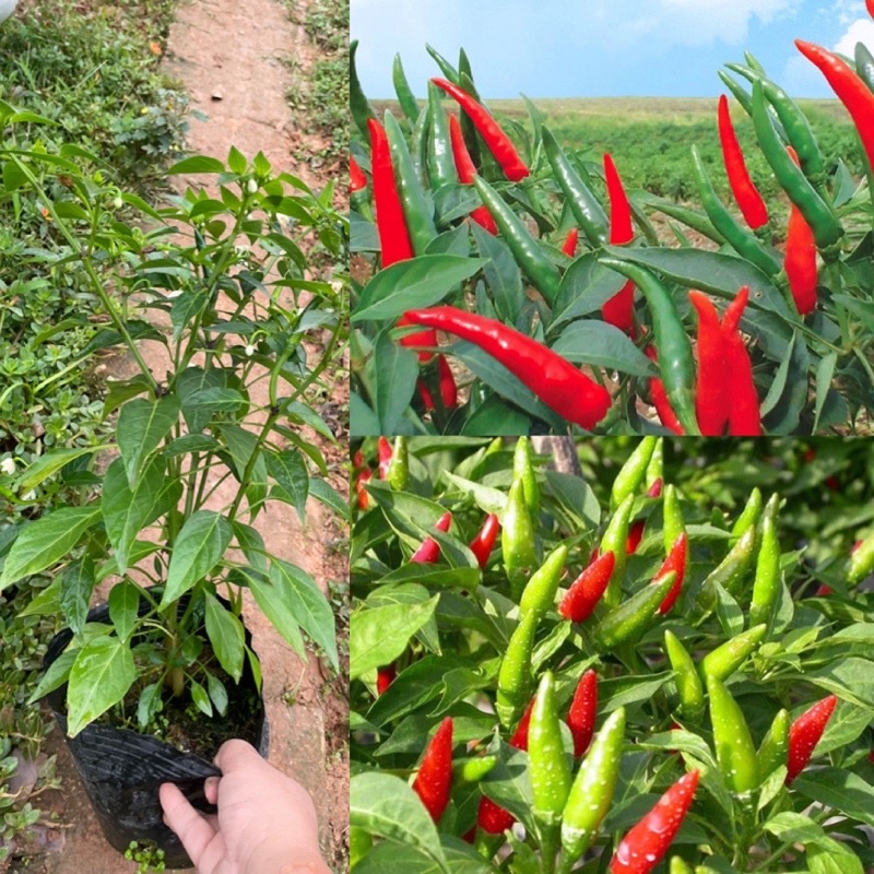 Cây ớt chỉ thiên f1 siêu cay